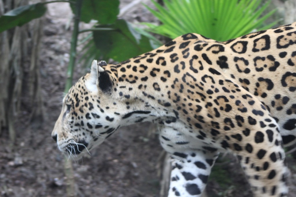 Állatkert 3000 méter&nbsp;magasan