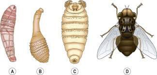 Belém költözött egy&nbsp;parazita